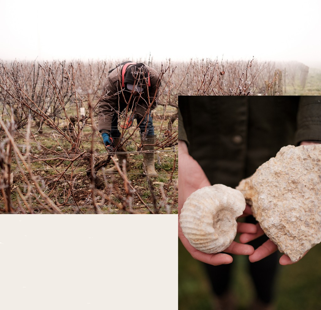 vignes pouilly fumé